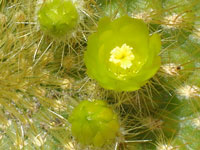 Parodia haselbergii