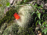 Parodia haselbergii