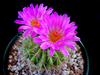 Parodia herteri