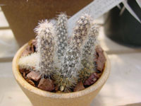 Pterocactus valentinii