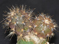 Pterocactus hickenii