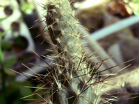 Pterocactus hickenii