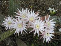 Peniocereus hirschtianus