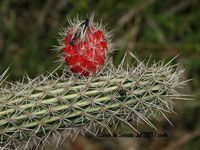 Peniocereus hirschtianus