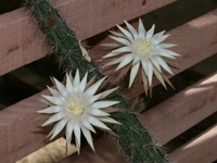 Peniocereus hirschtianus