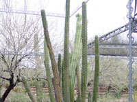 Pachycereus hollianus