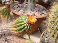 Parodia horstii