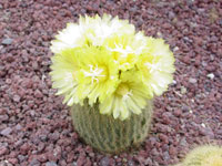 Parodia leninghausii