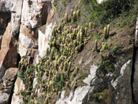 Parodia leninghausii