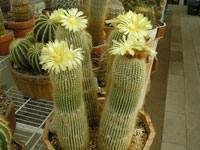 Parodia leninghausii