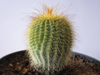 Parodia leninghausii