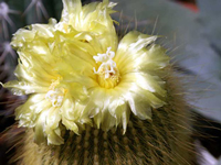 Parodia leninghausii