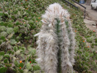 Pilosocereus leucocephalus