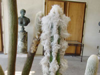 Pilosocereus leucocephalus