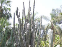 Pilosocereus leucocephalus