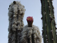 Pilosocereus leucocephalus