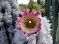 Pilosocereus leucocephalus