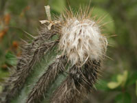 Pilosocereus leucocephalus