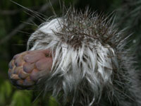 Pilosocereus leucocephalus