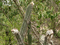 Pilosocereus leucocephalus