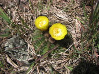 Parodia linkii