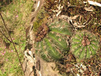 Parodia linkii