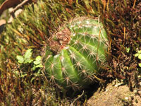 Parodia linkii