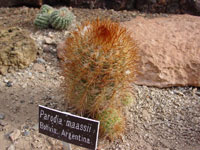 Parodia maassii