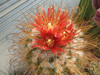 Parodia maassii