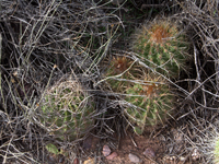 Parodia maassii