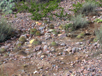 Parodia maassii