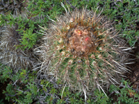 Parodia maassii