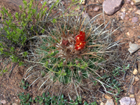 Parodia maassii