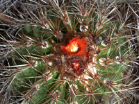 Parodia maassii