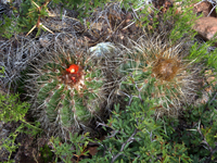 Parodia maassii