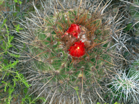 Parodia maassii