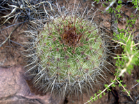 Parodia maassii