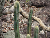 Pilosocereus machrisii