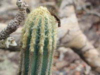 Pilosocereus machrisii