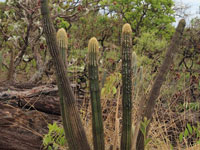 Pilosocereus machrisii