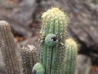 Pilosocereus machrisii