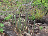 Pilosocereus machrisii