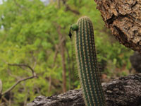 Pilosocereus machrisii