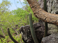 Pilosocereus machrisii