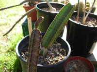 Peniocereus maculatus