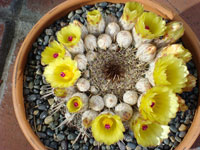 Parodia mammulosa