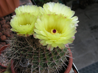 Parodia mammulosa