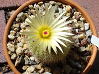 Parodia mammulosa