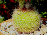 Parodia mammulosa