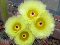 Parodia mammulosa